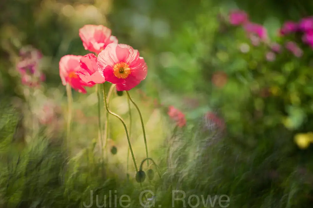 For the Love of Poppy and the Moppy