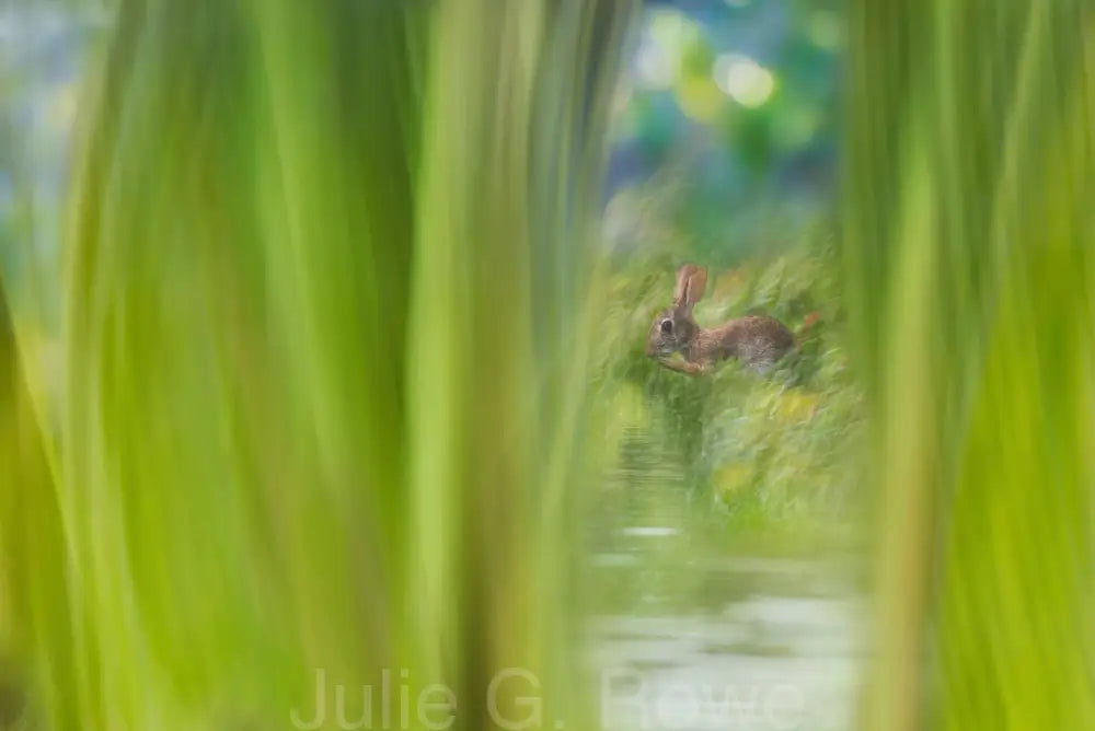 In Tall Grass